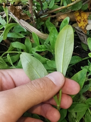 Myosotis scorpioides