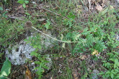 Echinops armatus