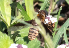 Exoprosopa brevirostris