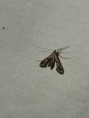 Lineodes integra