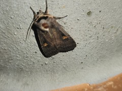 Adelphagrotis indeterminata