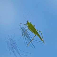 Phaneroptera nana