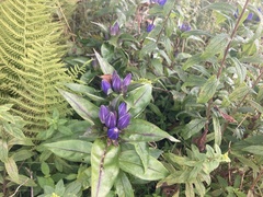 Gentiana clausa