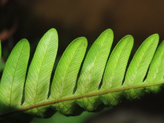 Pteris