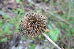 Echinops armatus