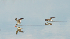 Rynchops flavirostris