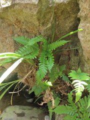 Pteris