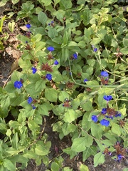 Ceratostigma plumbaginoides
