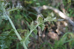 Echinops armatus