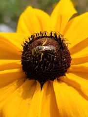 Halictus ligatus