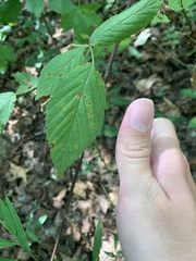 Rubus allegheniensis