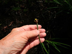 Xyris laxifolia iridifolia