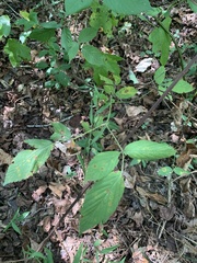 Rubus allegheniensis