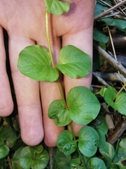 Lysimachia nummularia