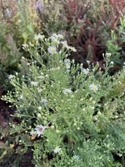 Symphyotrichum lanceolatum