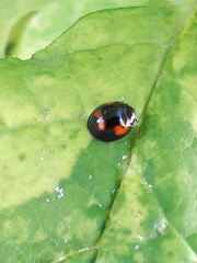 Exochomus quadripustulatus