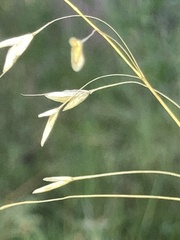 Avenella flexuosa