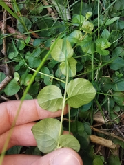 Lysimachia nummularia