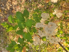 Clematis ligusticifolia