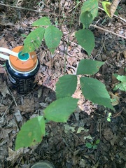 Stigmella villosella