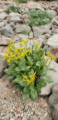 Senecio elmeri