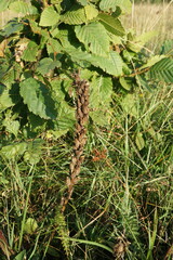 Pedicularis sibthorpii