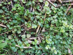 Lysimachia nummularia