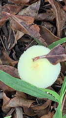Leucocoprinus fragilissimus