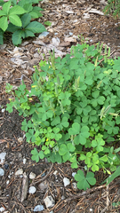 Oxalis dillenii