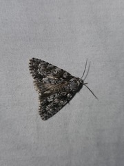 Acronicta marmorata