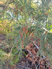 Salix exigua