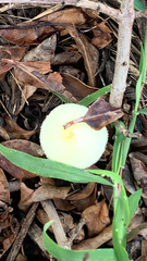 Leucocoprinus fragilissimus