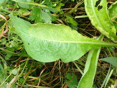 Pucciniastrum symphyti