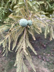 Taxodium