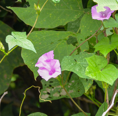 Ipomoea cordatotriloba