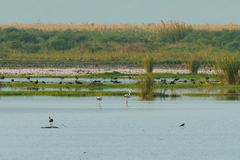 Phoenicopterus roseus