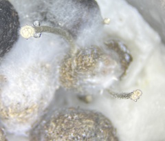 Poronia erici