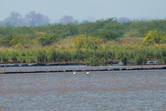 Phoenicopterus roseus