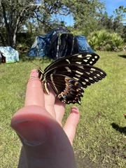 Papilio palamedes