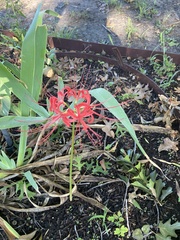 Lycoris radiata