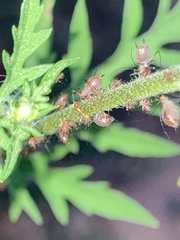 Macrosiphini