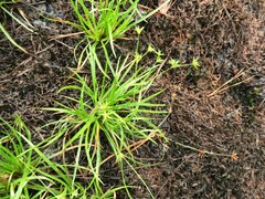 Juncus repens