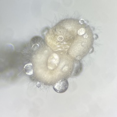 Poronia erici