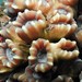 Caulastrea furcata - Photo (c) Blogie Robillo, algunos derechos reservados (CC BY-NC-ND), subido por Blogie Robillo