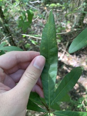 Quercus laurifolia
