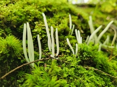 Clavaria fragilis