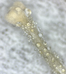 Poronia erici