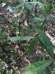 Quercus laurifolia