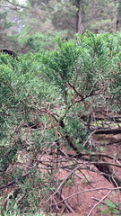 Juniperus chinensis