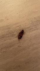 Pseudoophonus